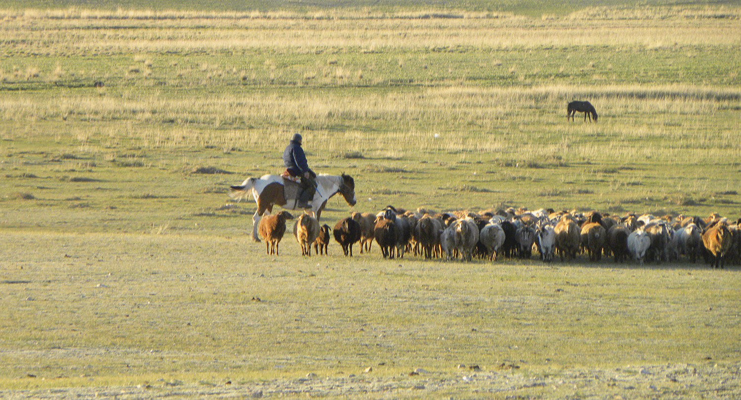 A horseback shepherd with sheep on the Eurasian Steppe.
